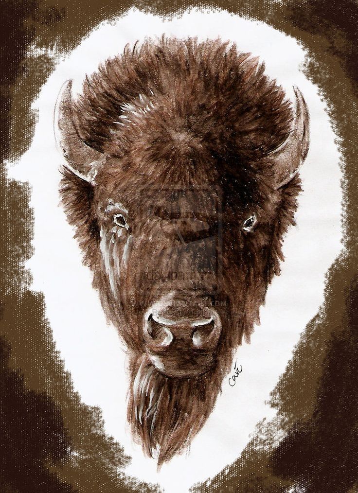 Bison Tattoo 43
