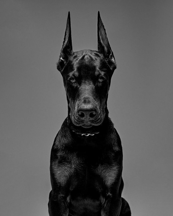Doberman Tattoo 144